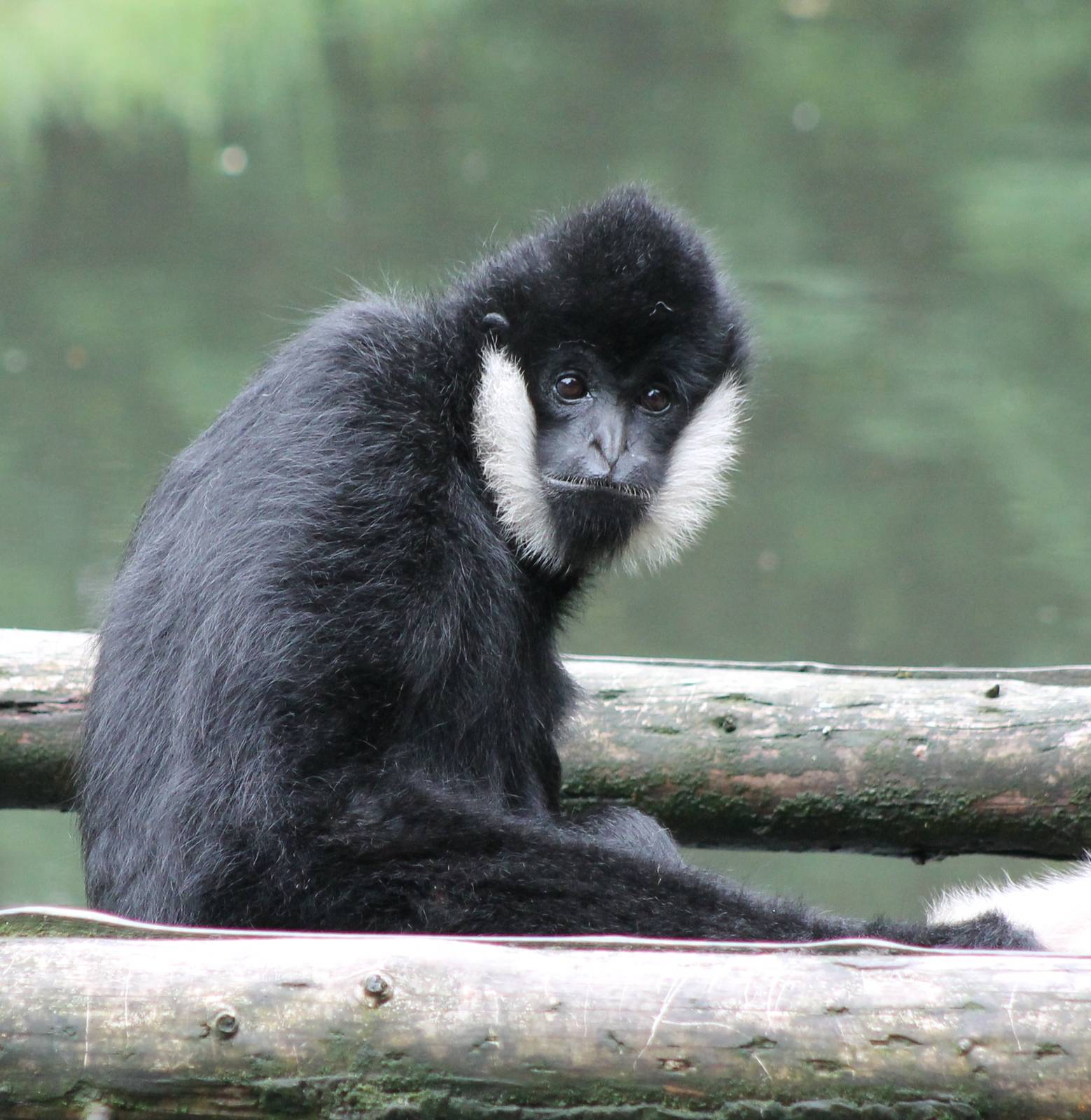 Northern white-cheeked gibbon