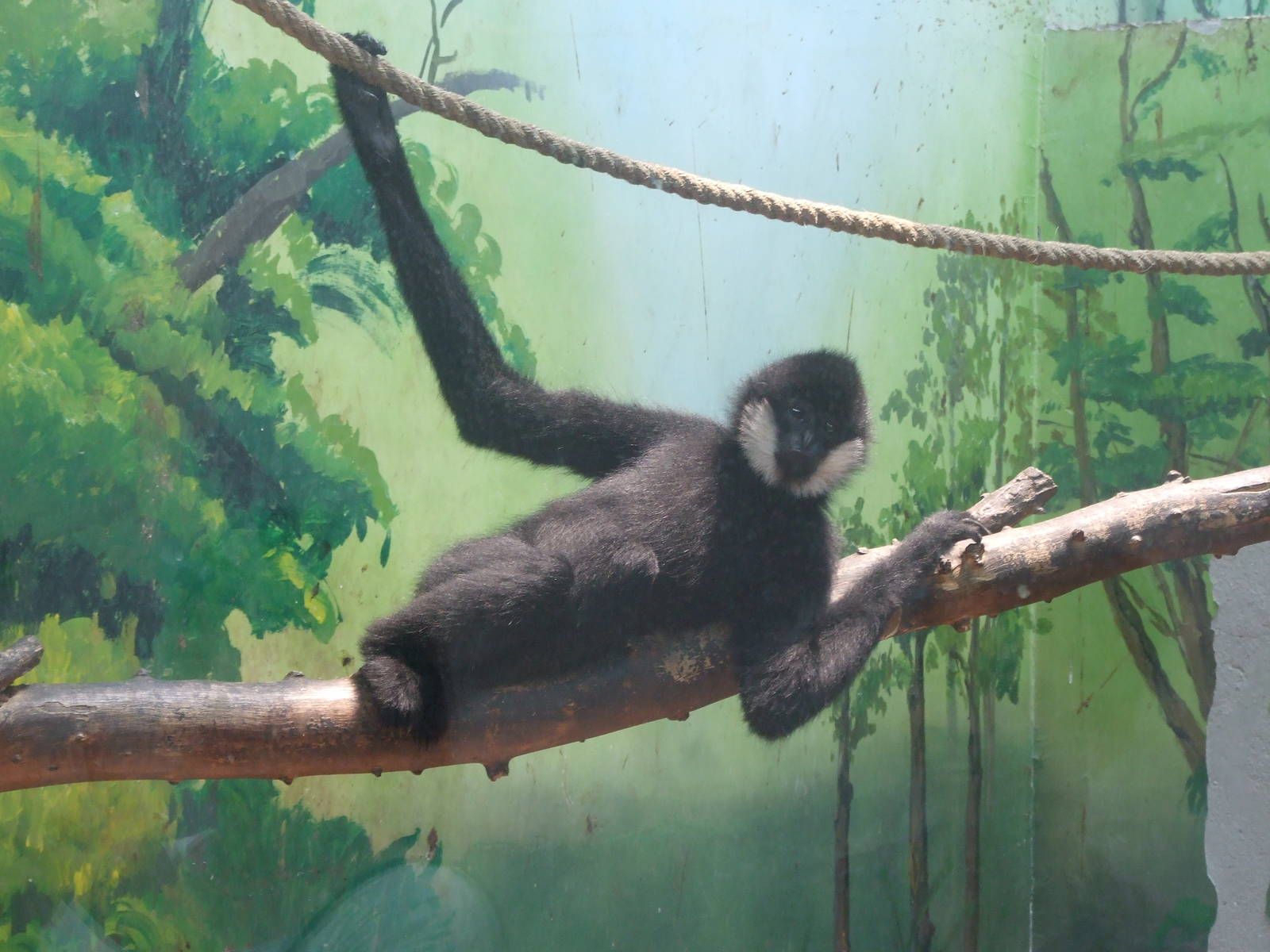 Northern white-cheeked gibbon