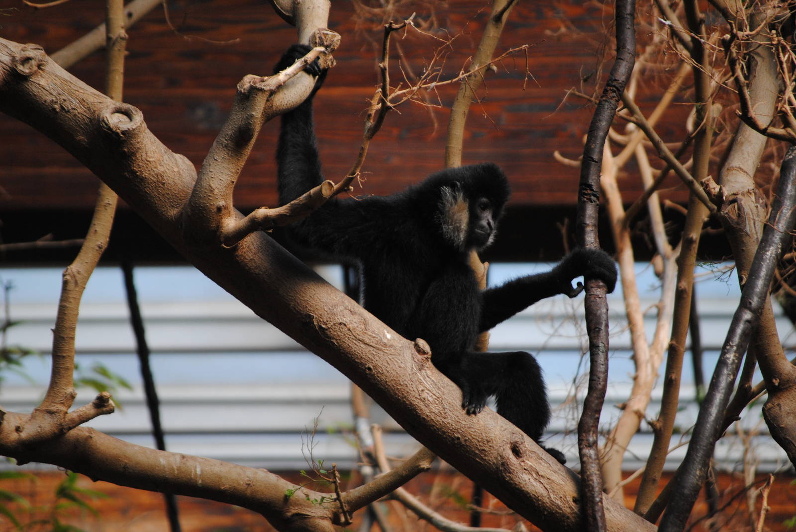Northern White-Cheeked Gibbon