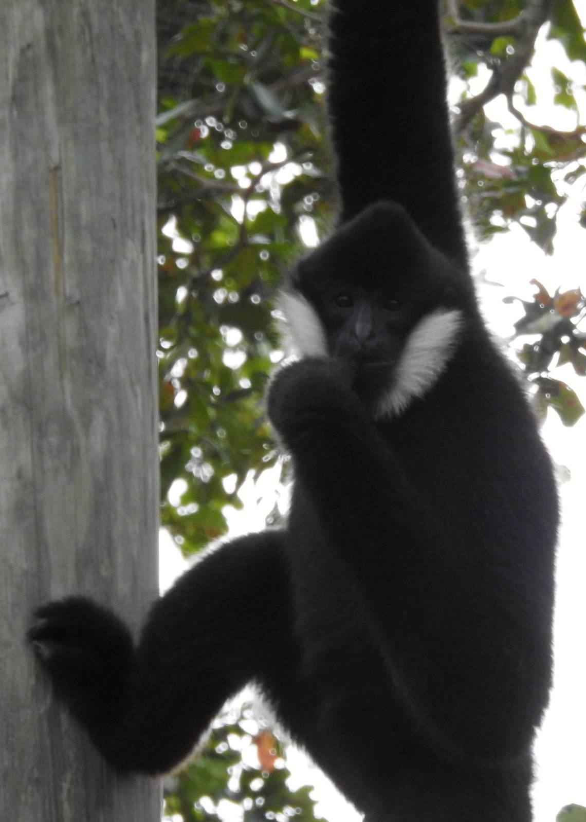 Northern White Cheeked Gibbon