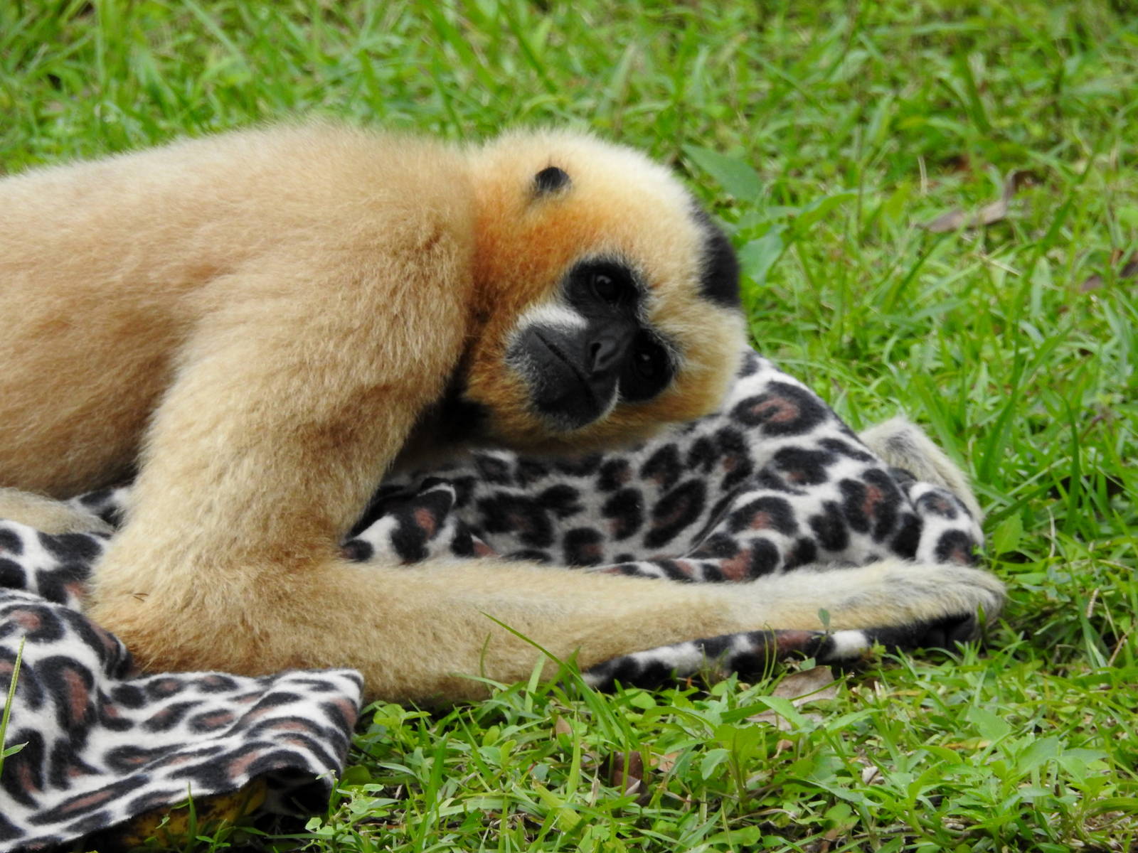 Northern White Cheeked Gibbon