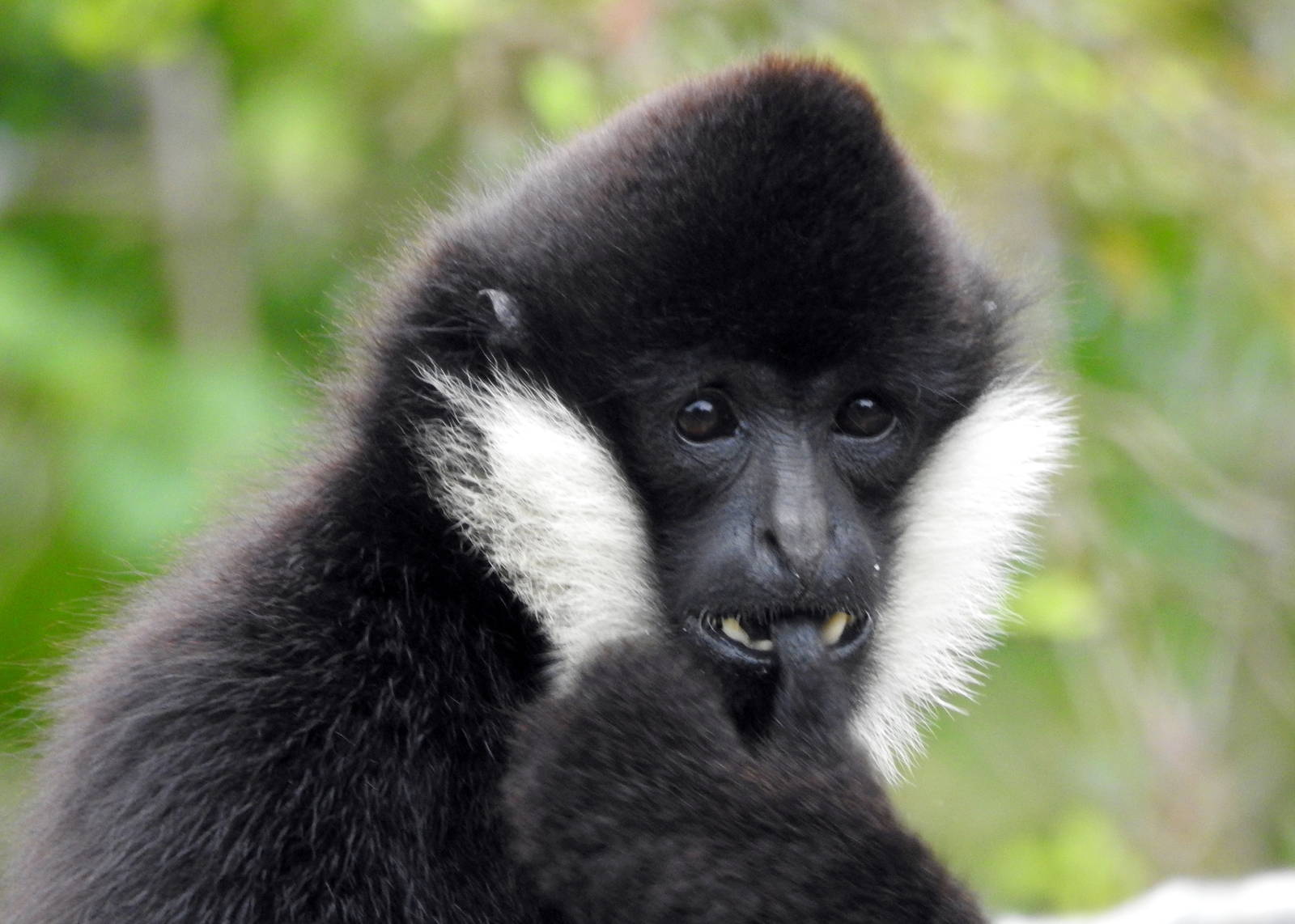 Northern White Cheeked Gibbon