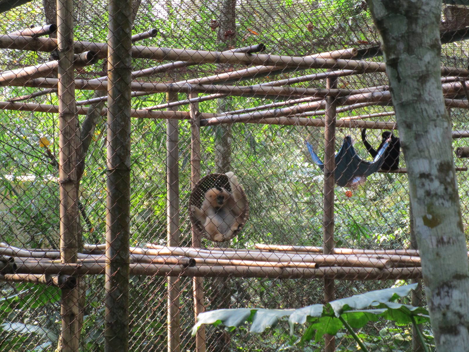 Northern White-cheeked Gibbon