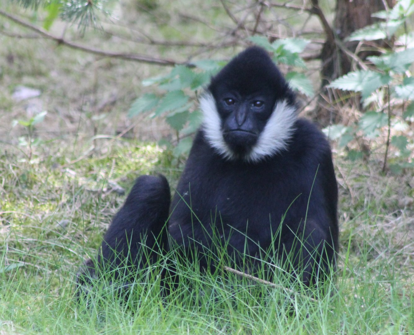 Northern white-cheeked gibbon