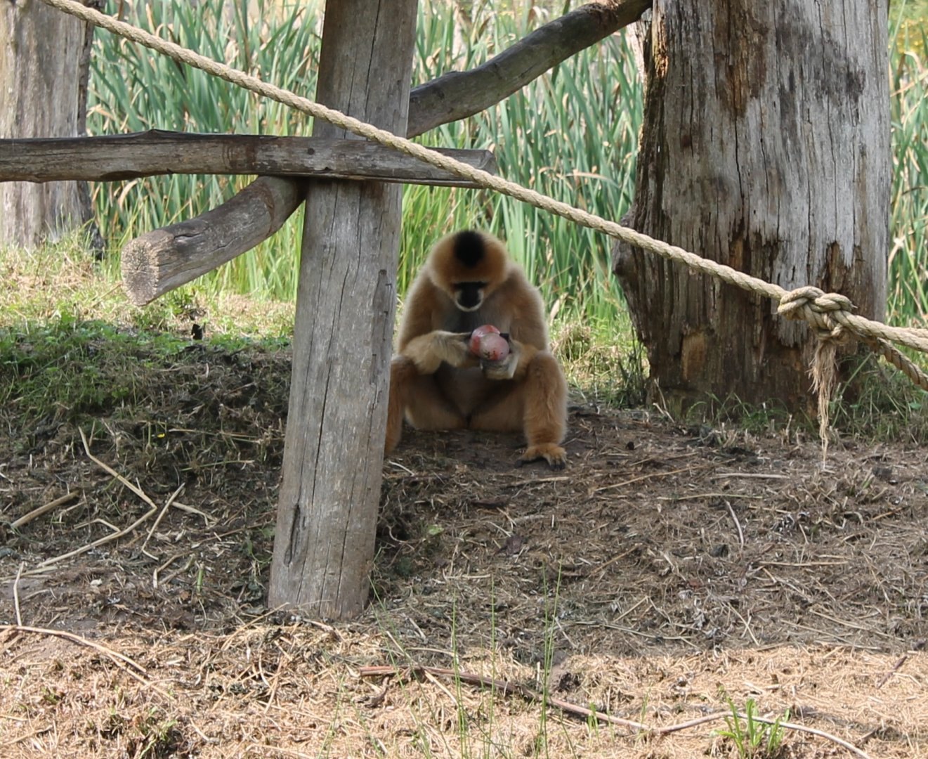 Northern white-cheeked gibbon