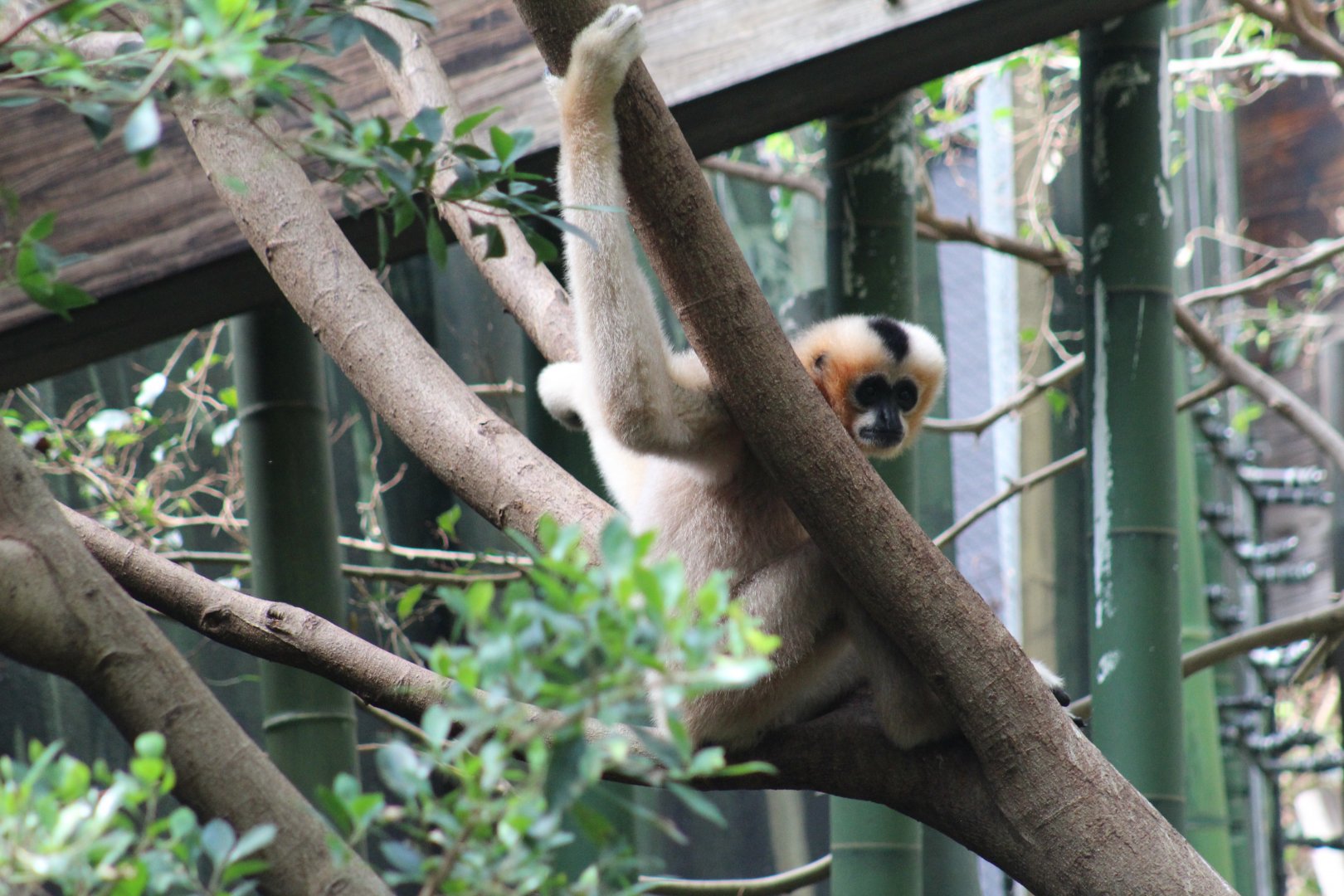 Northern White-Cheeked Gibbon
