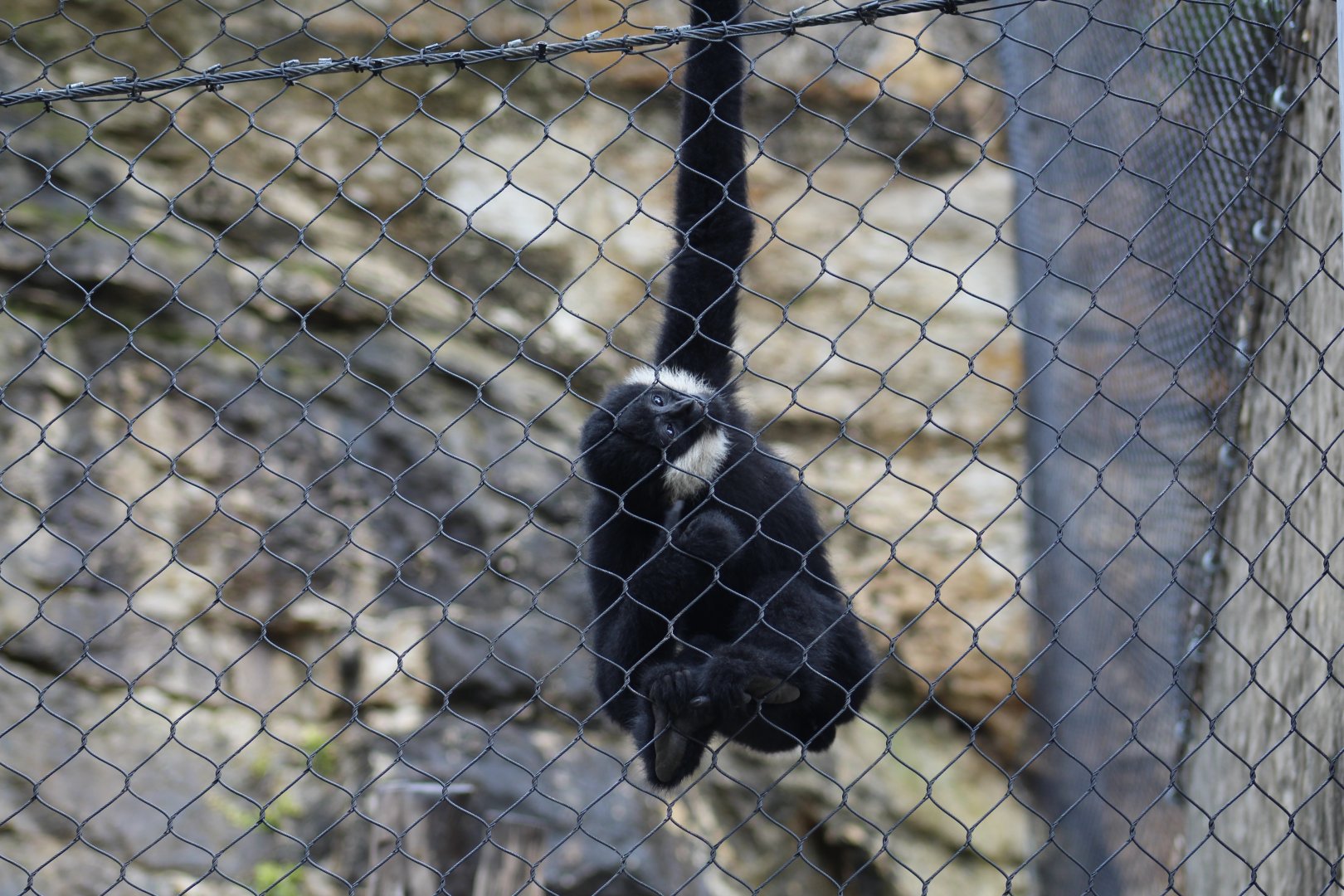 Northern White-Cheeked Gibbon