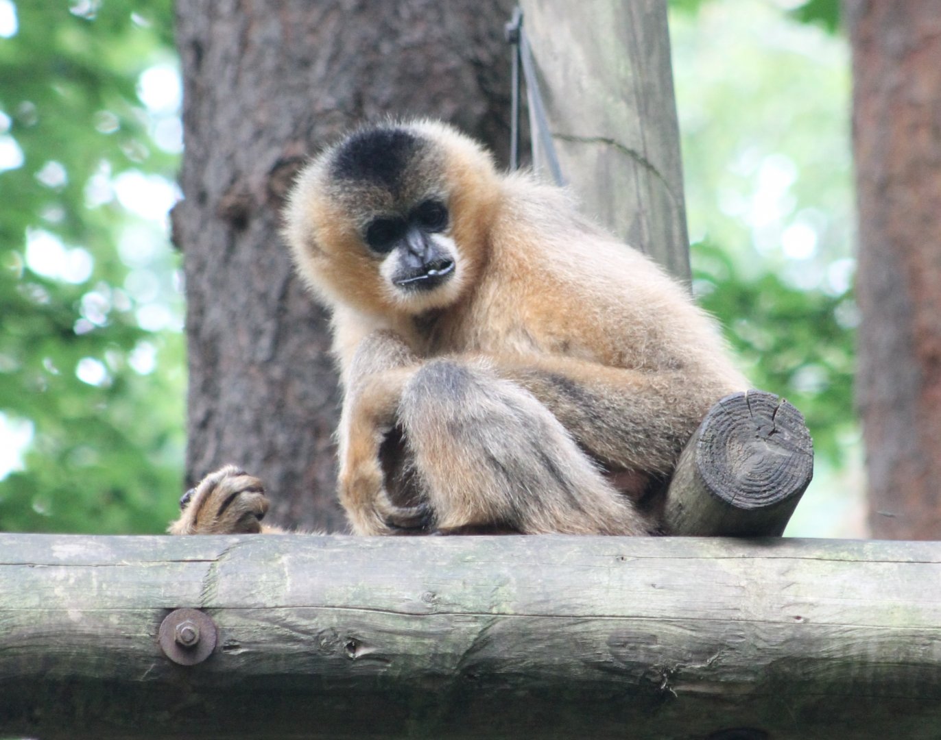 Northern white-cheeked gibbon
