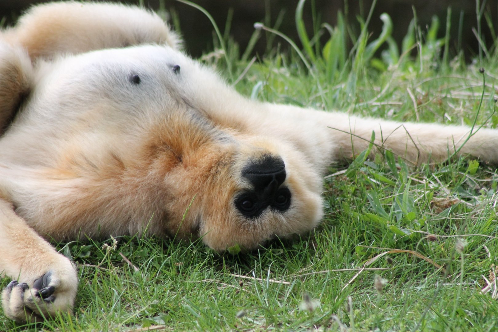 Northern white-cheeked gibbon