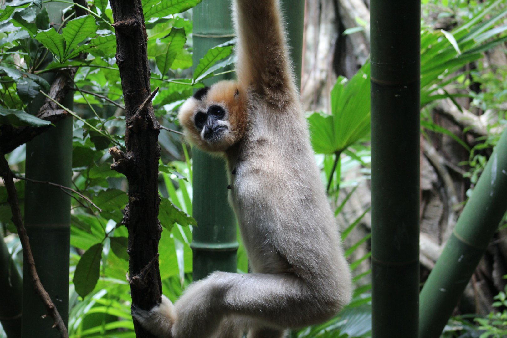 Northern White-Cheeked Gibbon