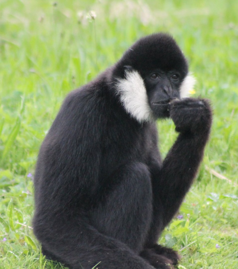 Northern white-cheeked gibbon