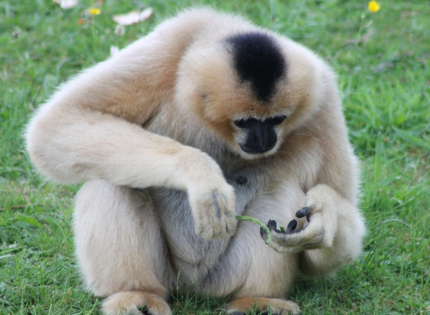 Northern white-cheeked gibbon