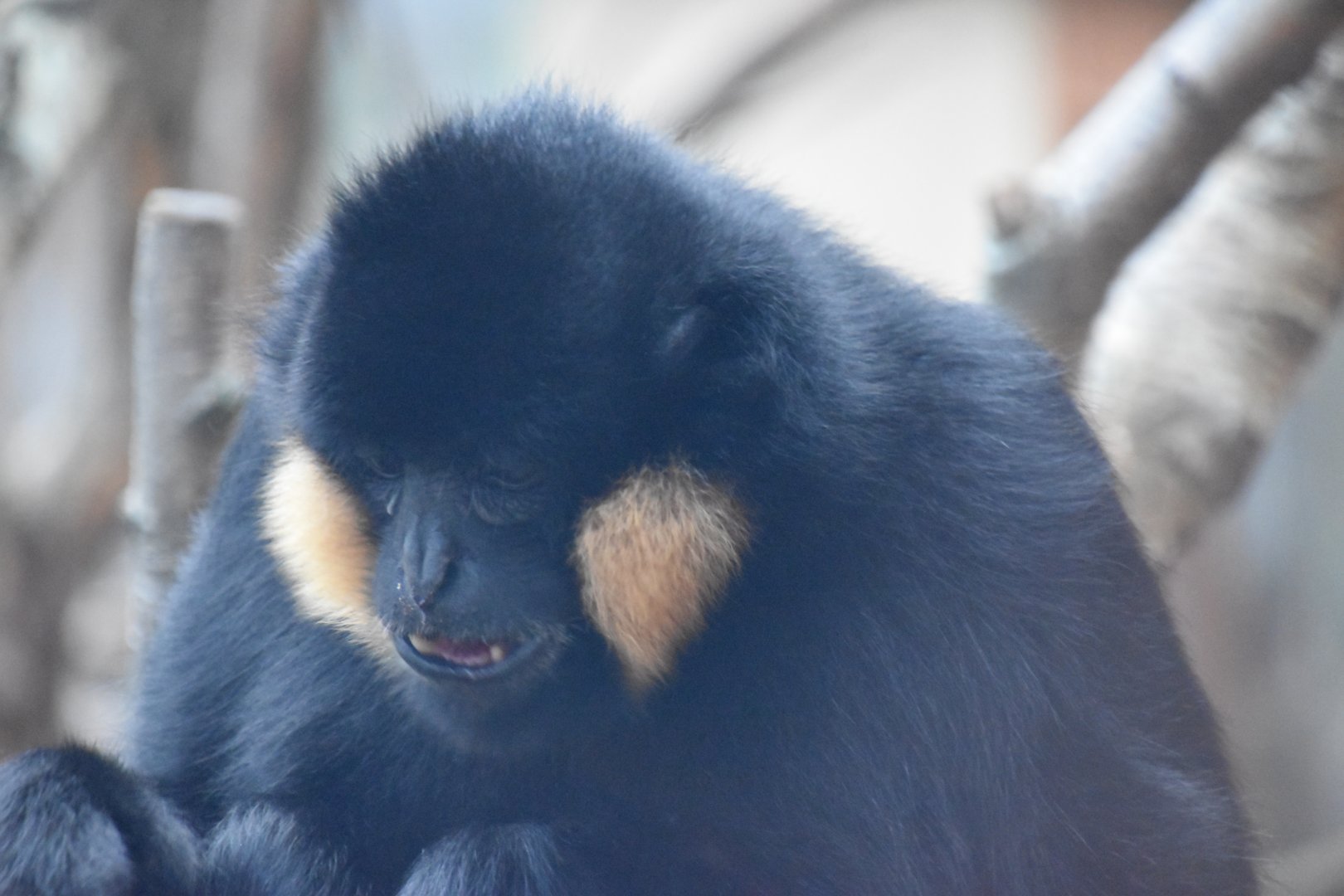 Northern White-cheeked gibbon