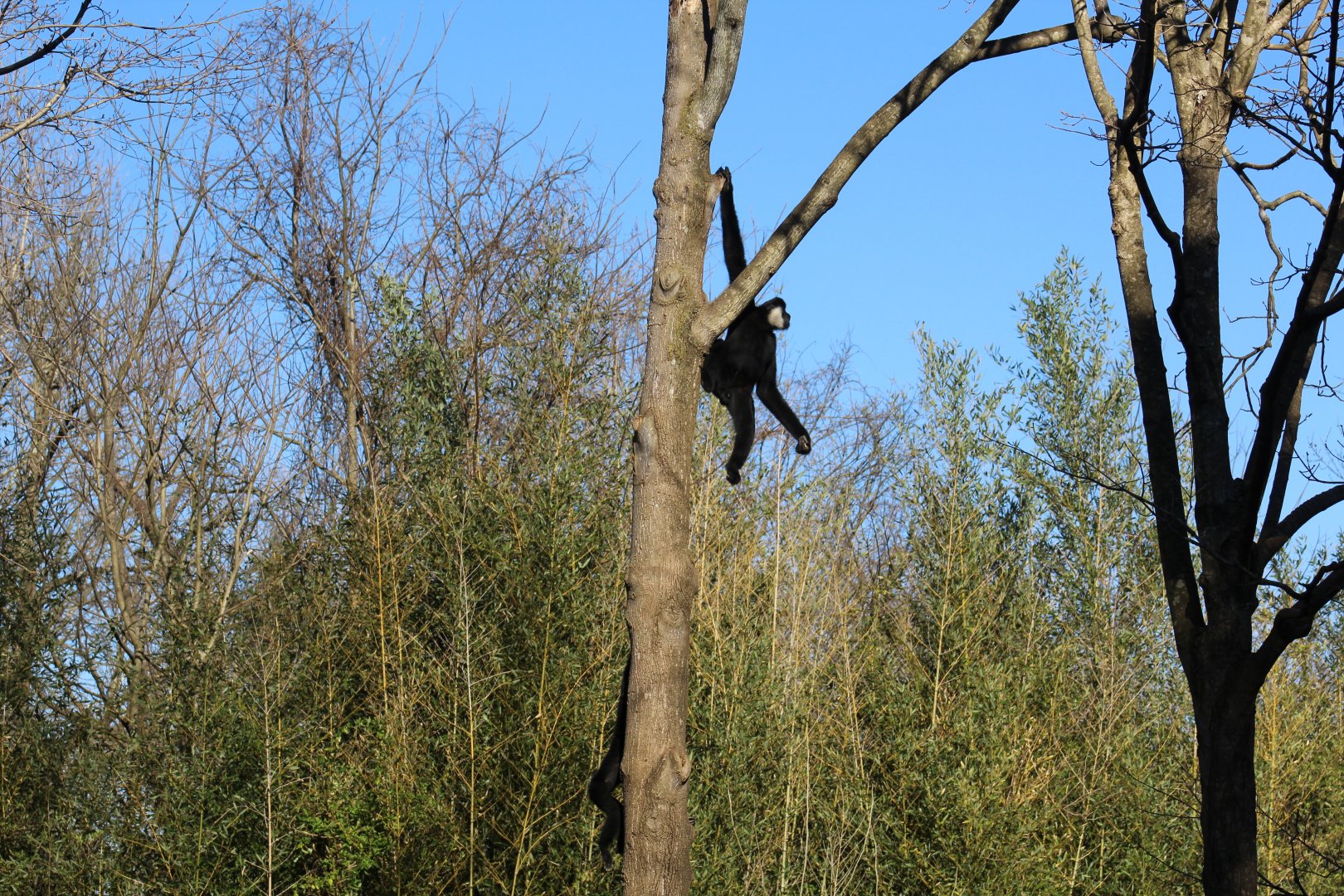 Northern White-Cheeked Gibbon