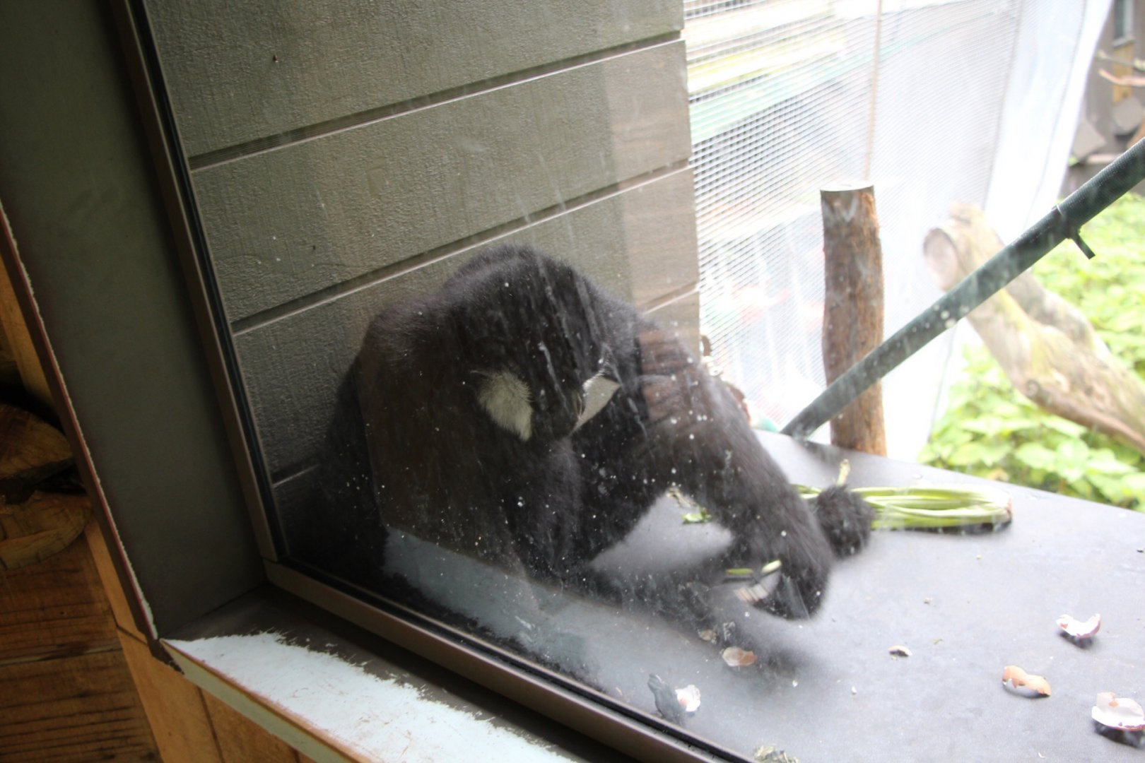 Northern White Cheeked Gibbon