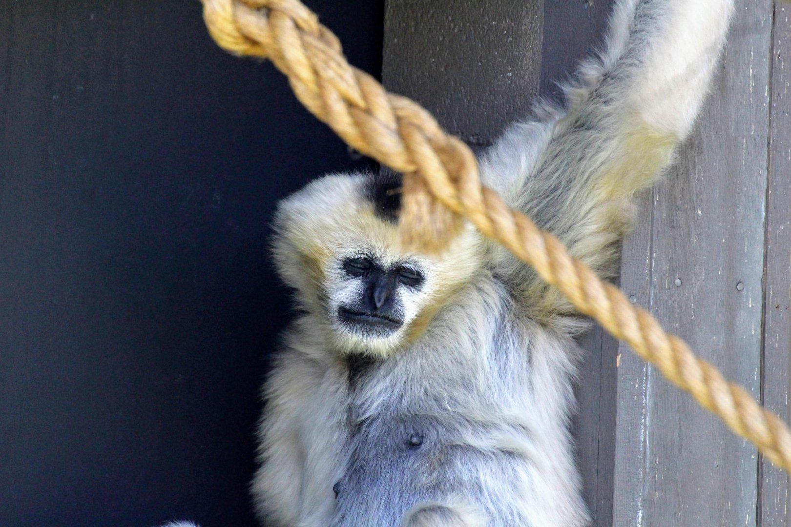 Northern White-cheeked Gibbon