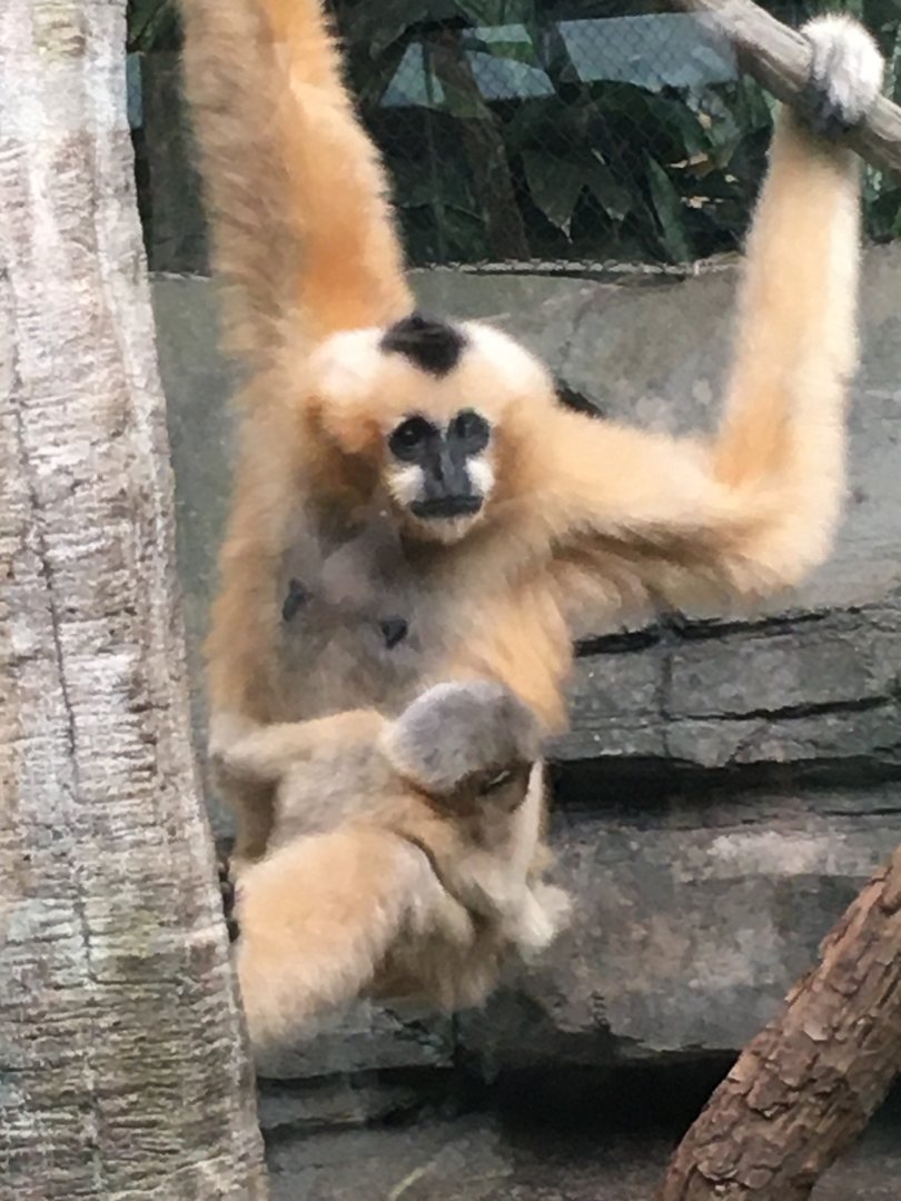 Northern White-Cheeked Gibbon