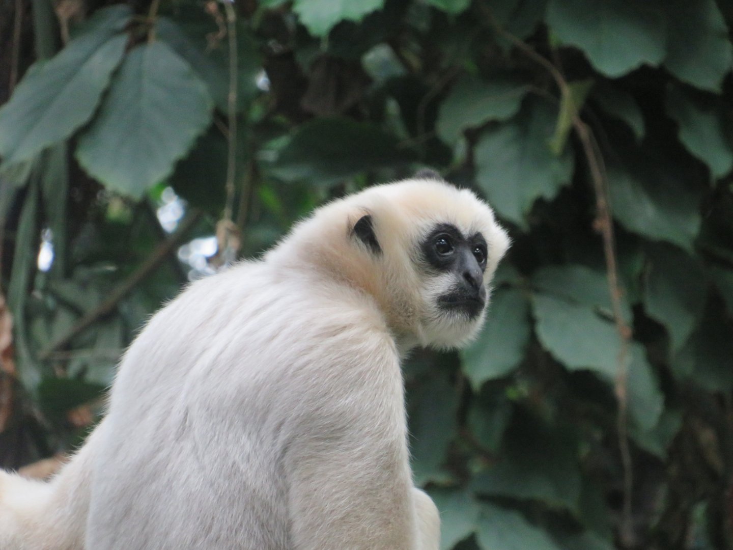 Northern White-cheeked gibbon