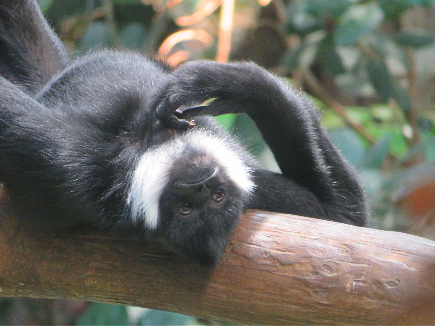 Northern white-cheeked gibbon