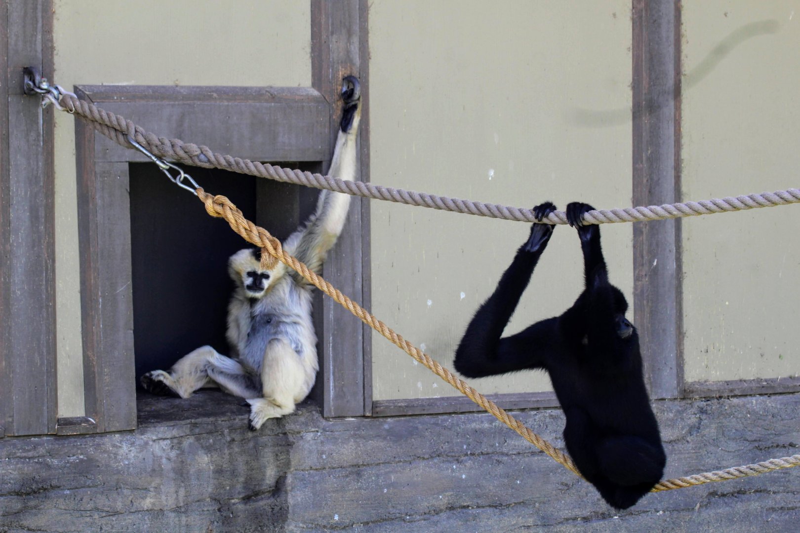 Northern White-cheeked Gibbon