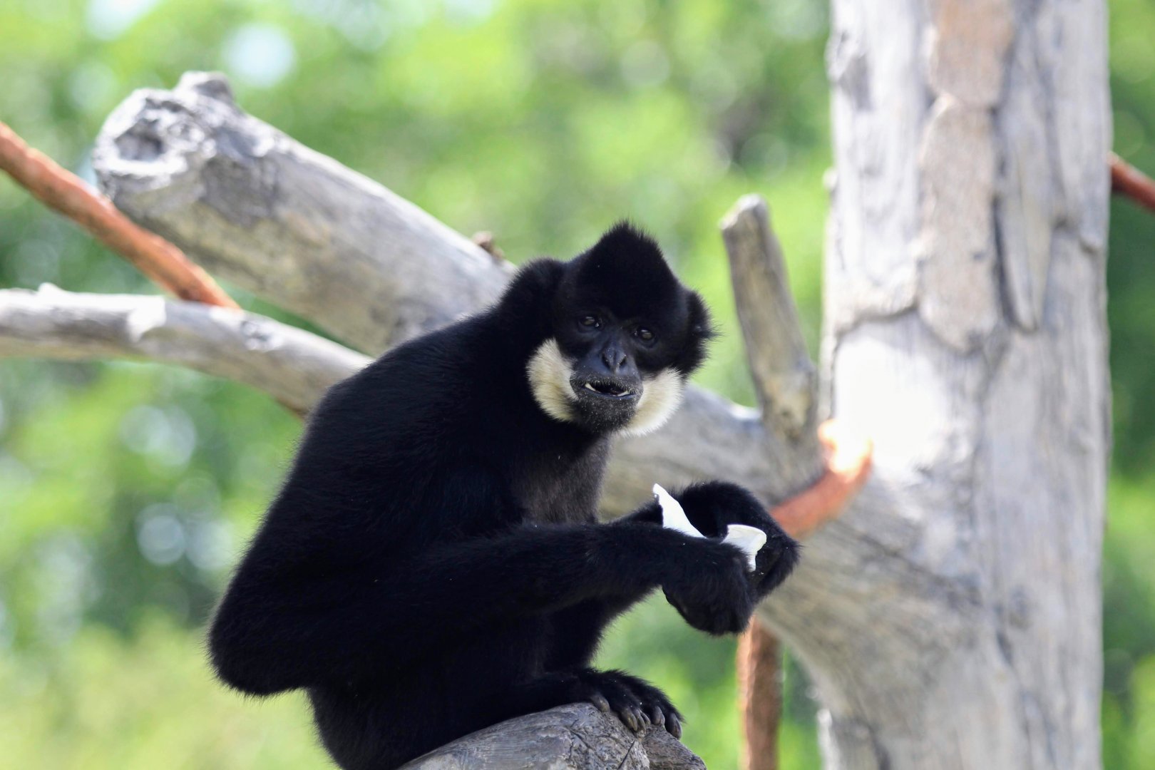 Northern White-cheeked Gibbon