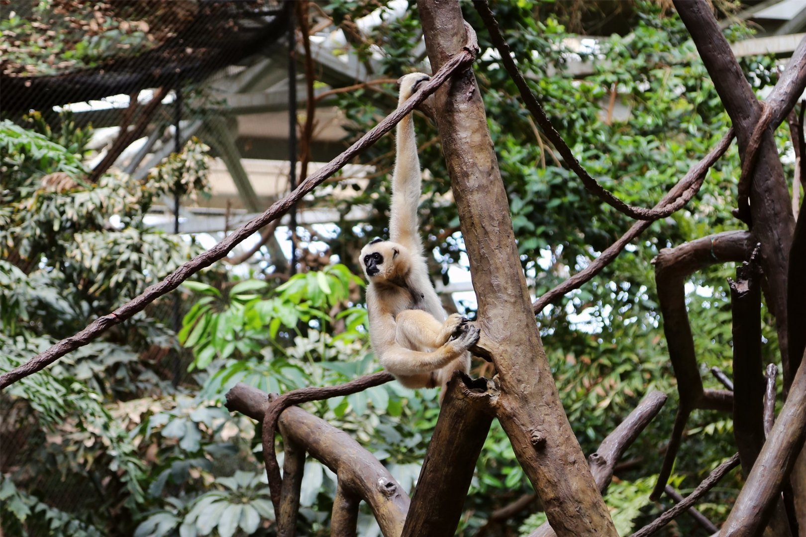 Northern White-cheeked Gibbon