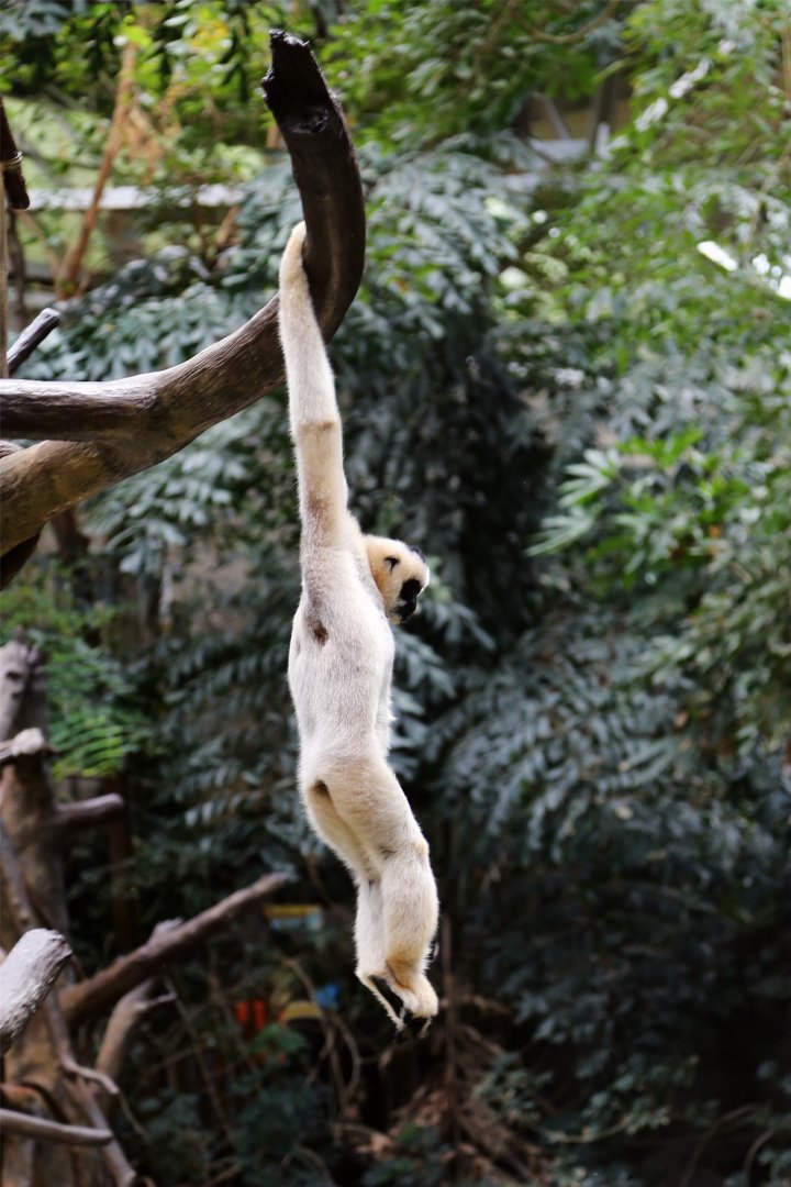 Northern White-cheeked Gibbon