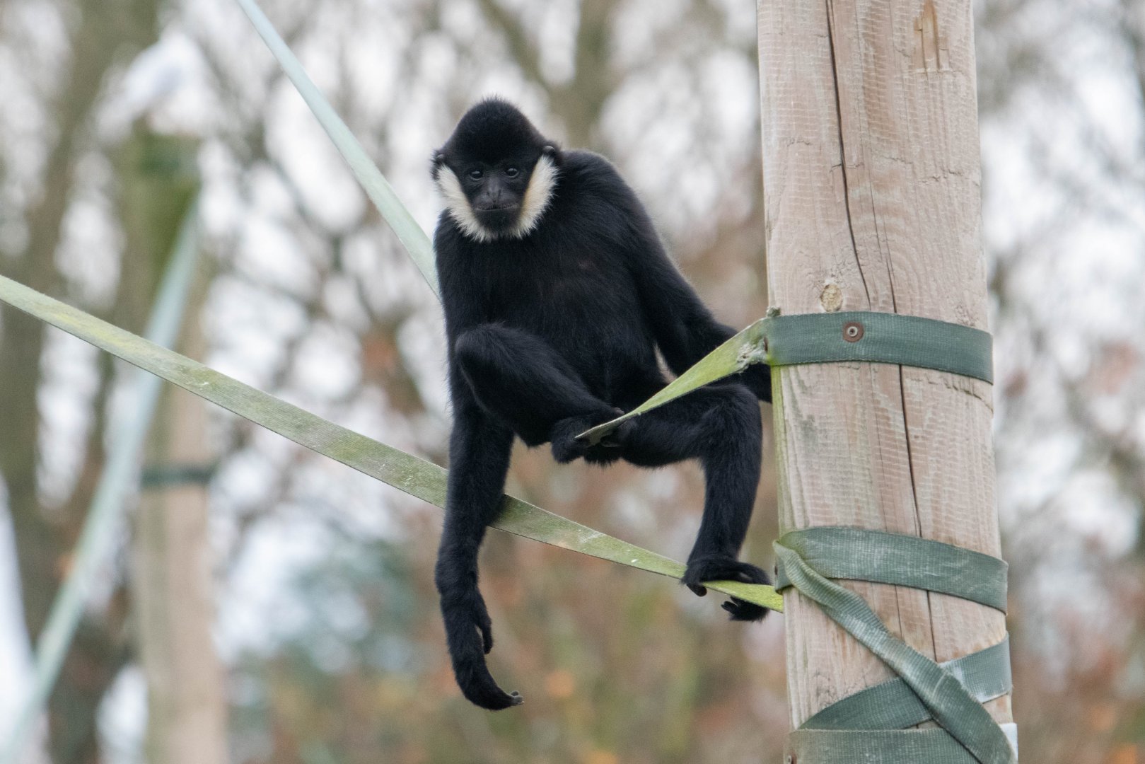 Northern White-Cheeked Gibbon
