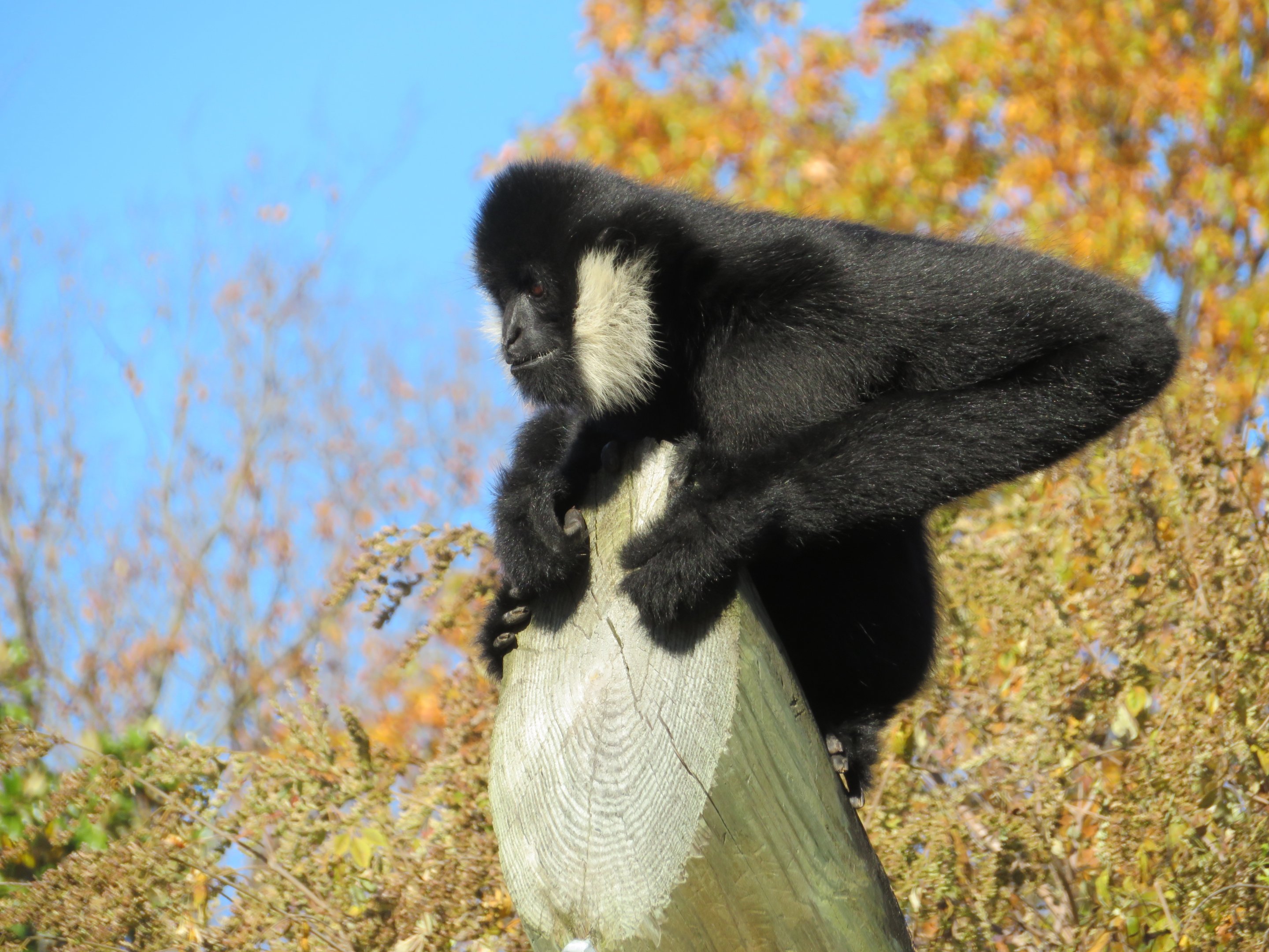 Northern White-cheeked Gibbon