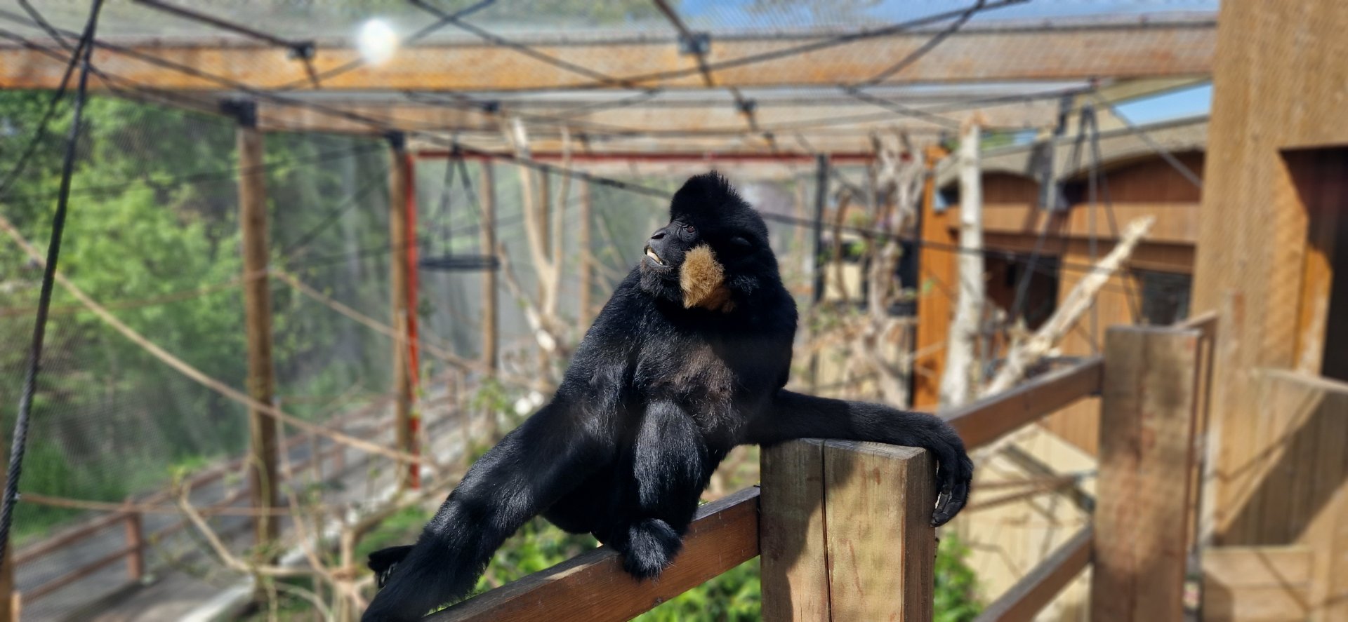 Northern White-cheeked Gibbon