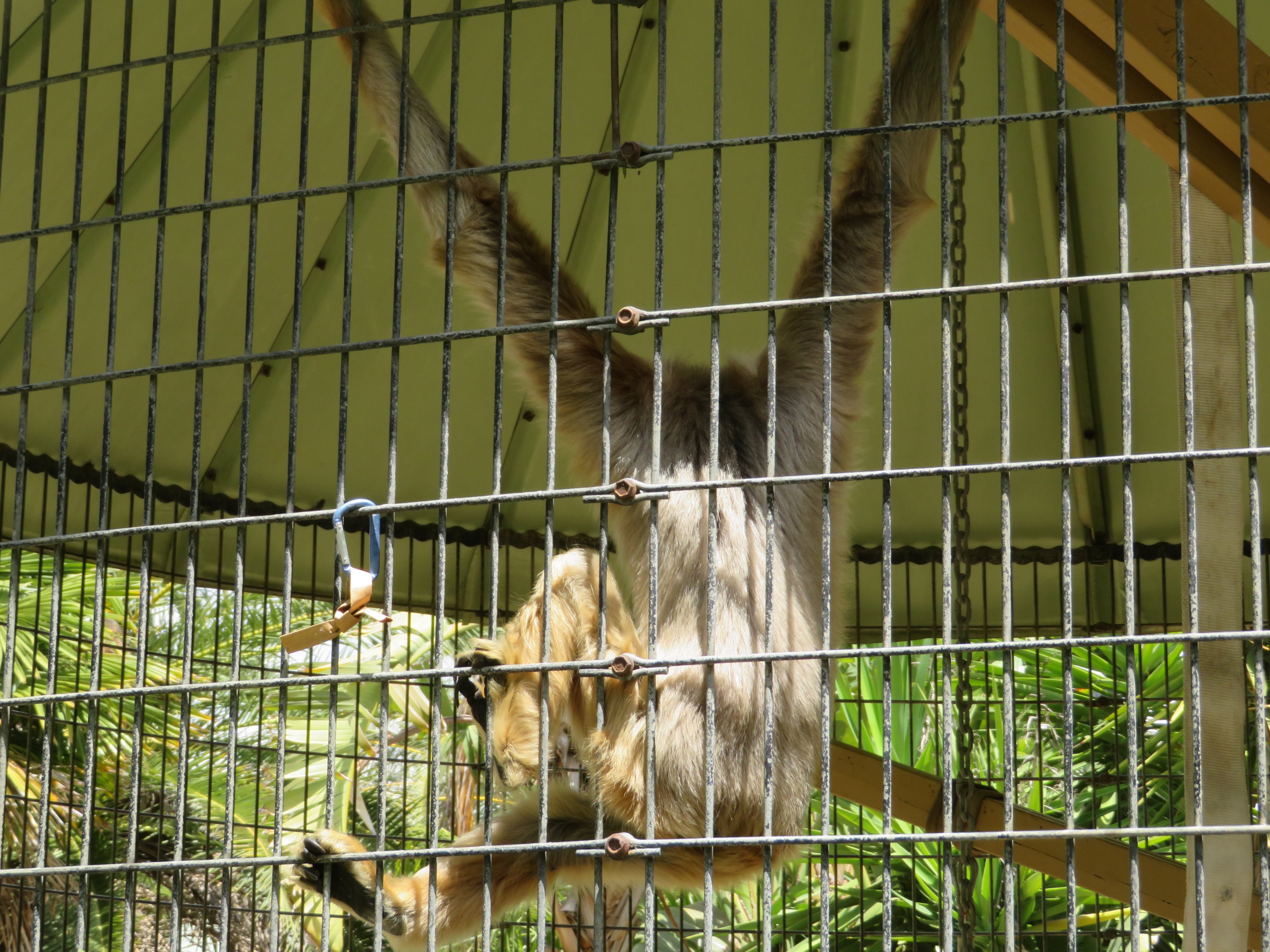 Northern White-cheeked Gibbon