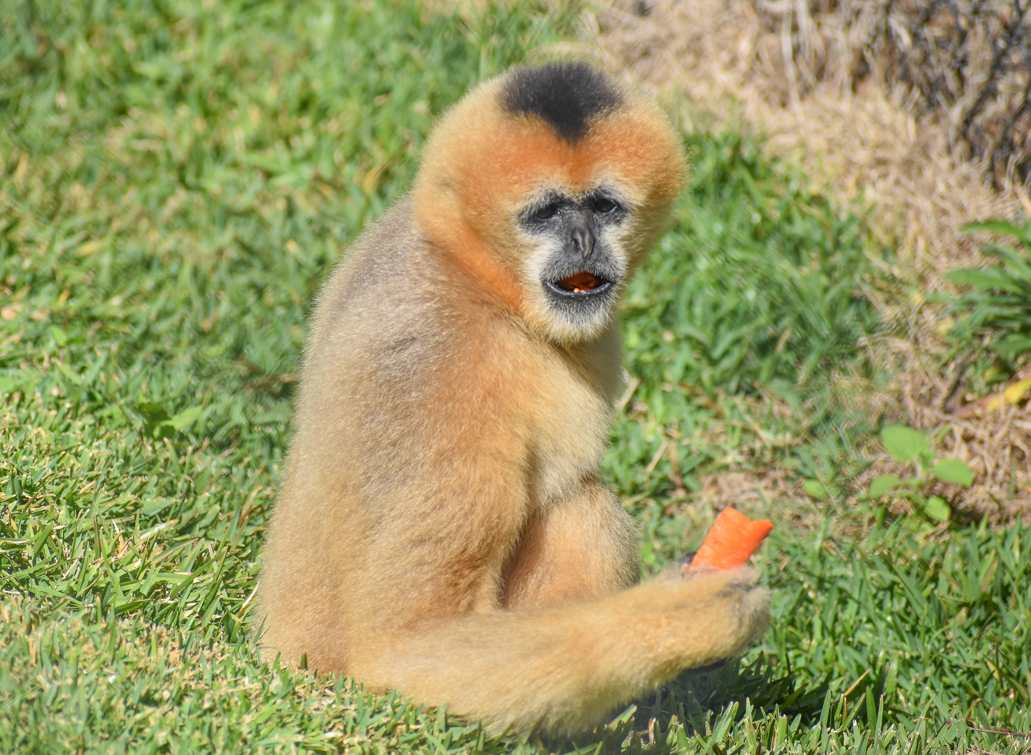 Northern White-cheeked Gibbon