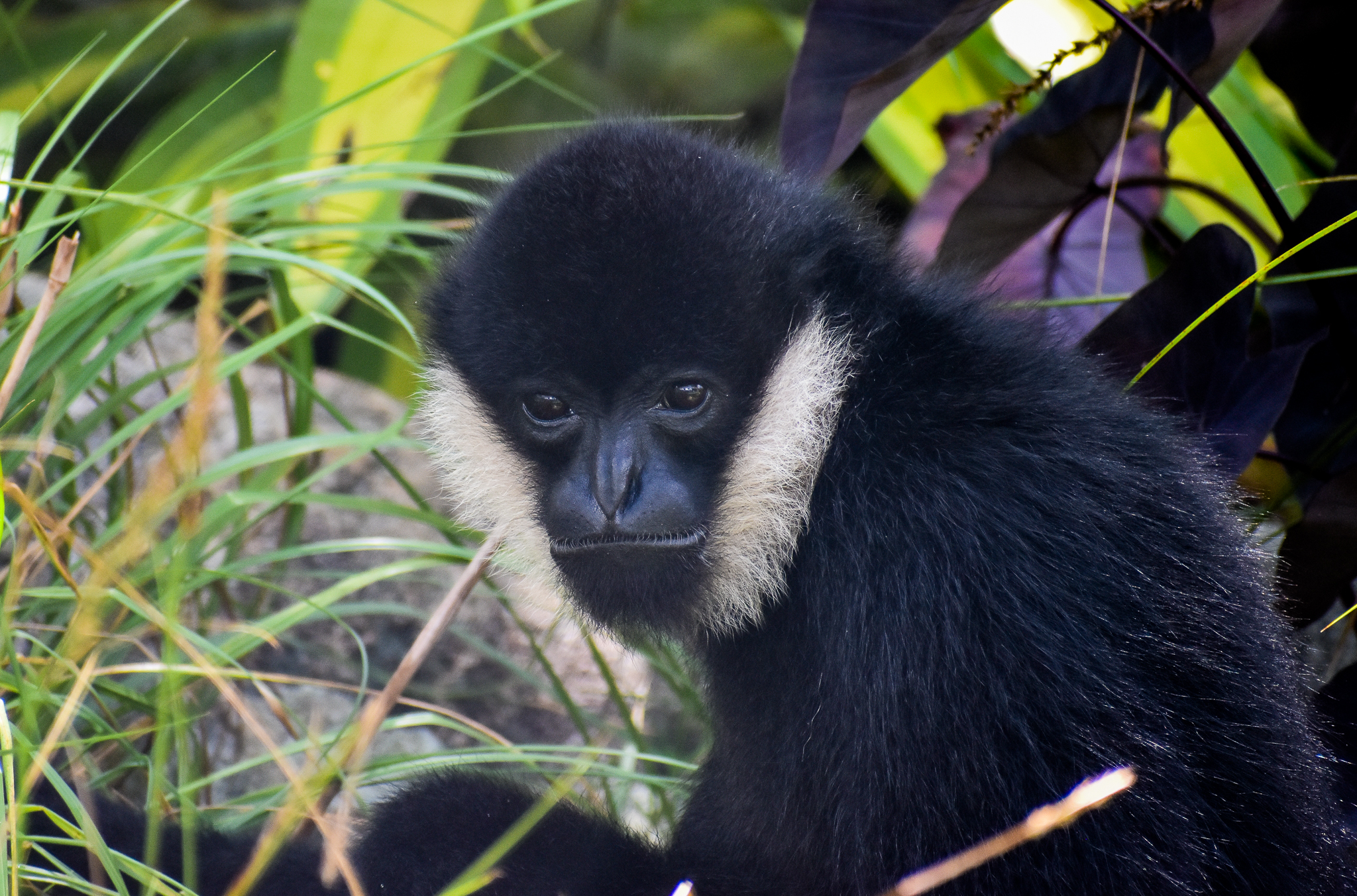 Northern White-cheeked Gibbon