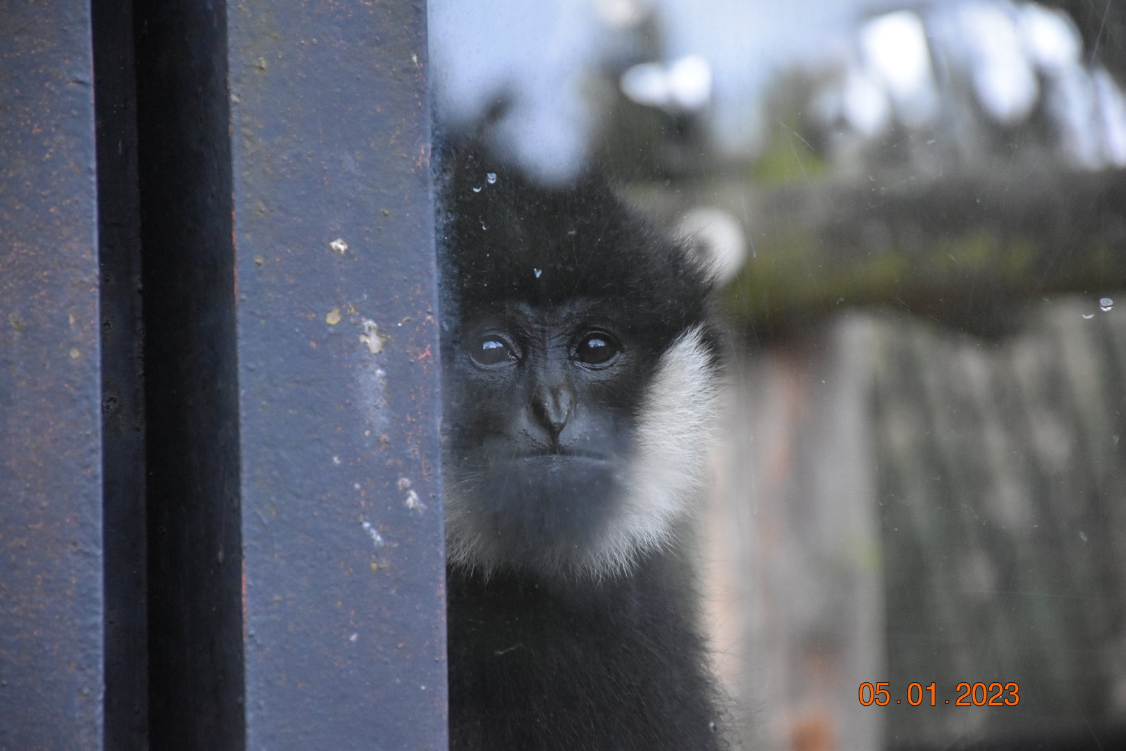 Northern White-cheeked Gibbon