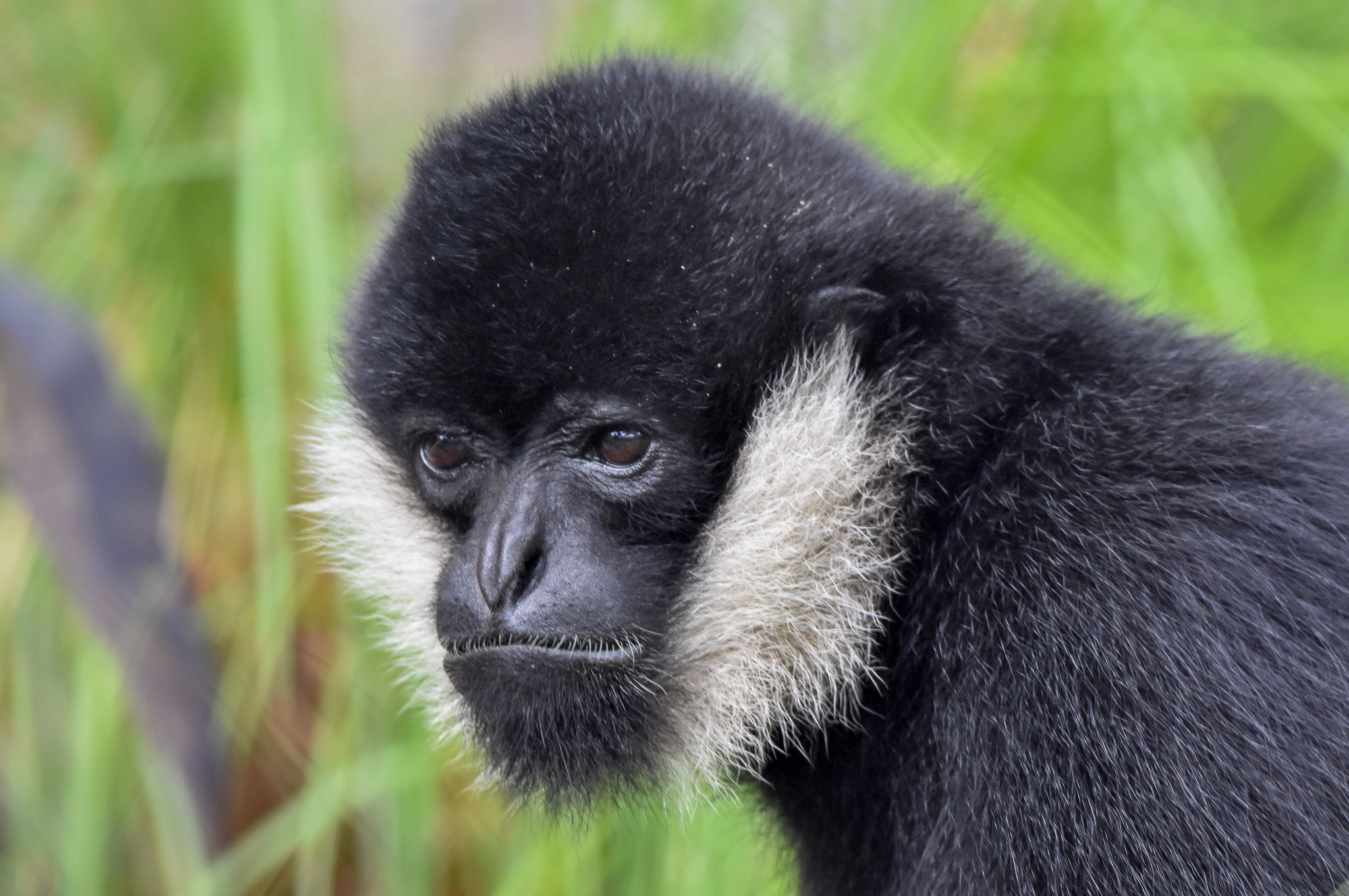 Northern White-cheeked Gibbon