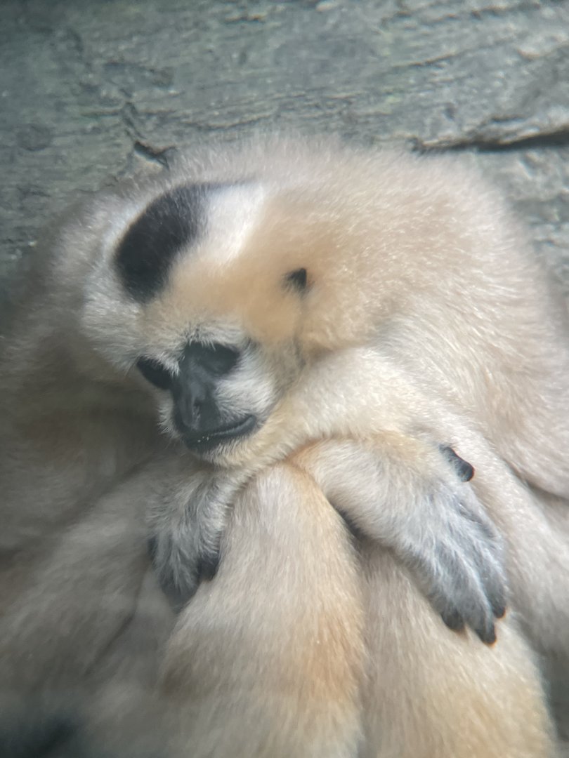 Northern White-cheeked Gibbon