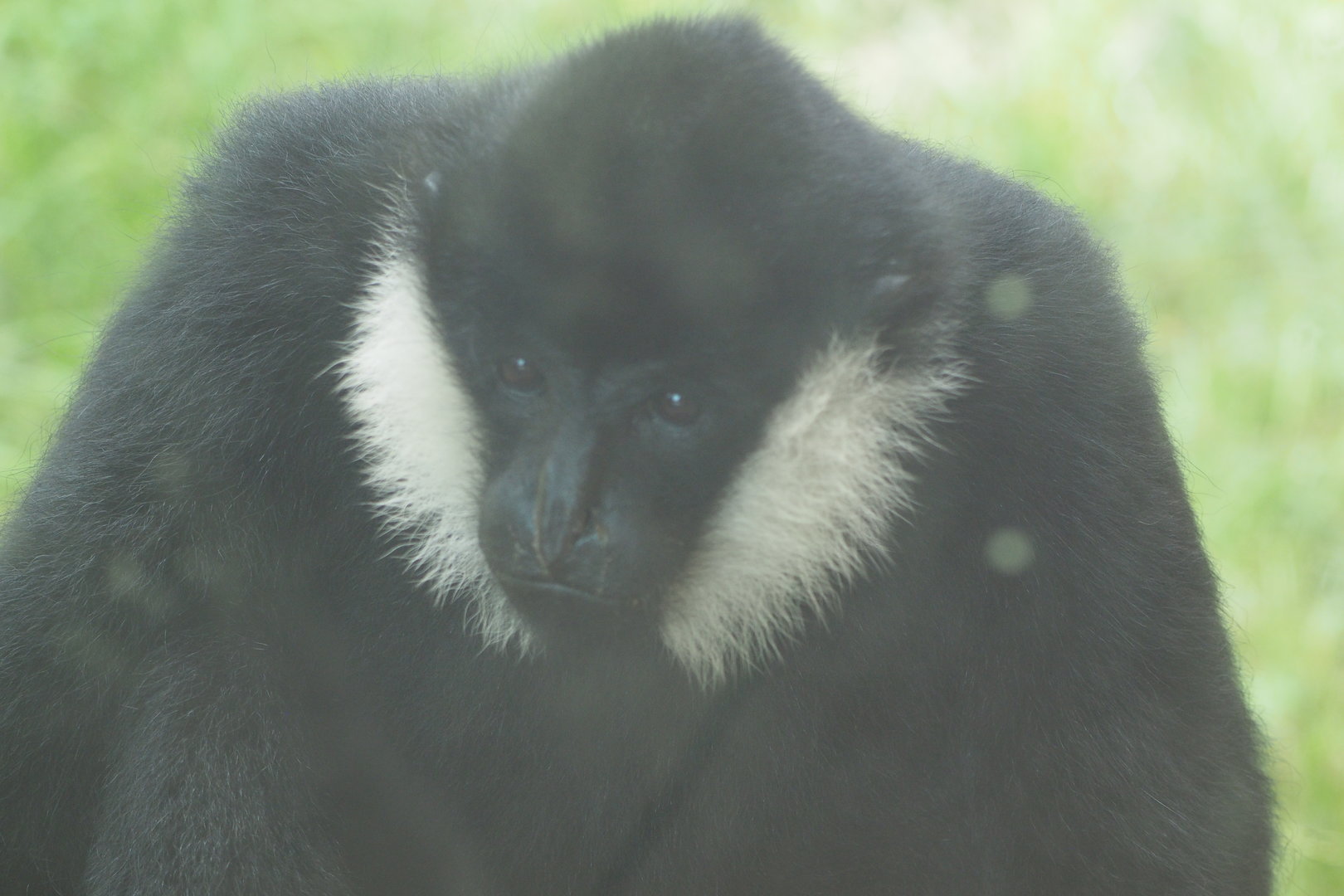 Northern White-Cheeked Gibbon