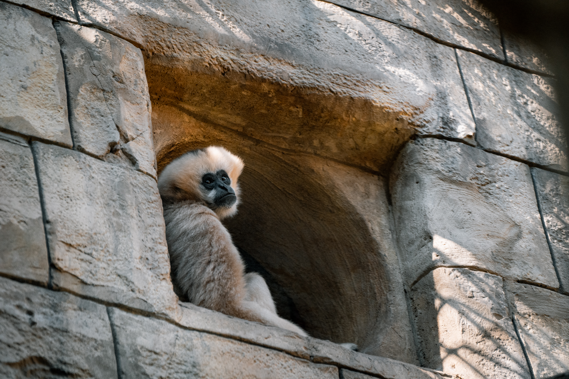 Northern White-cheeked Gibbon