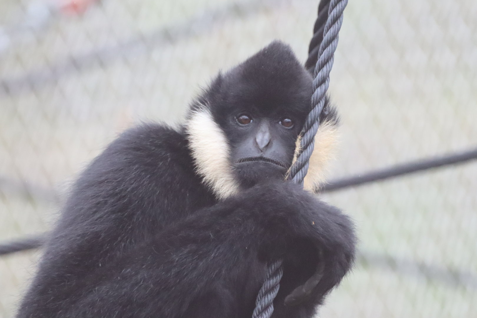 Northern white-cheeked Gibbon