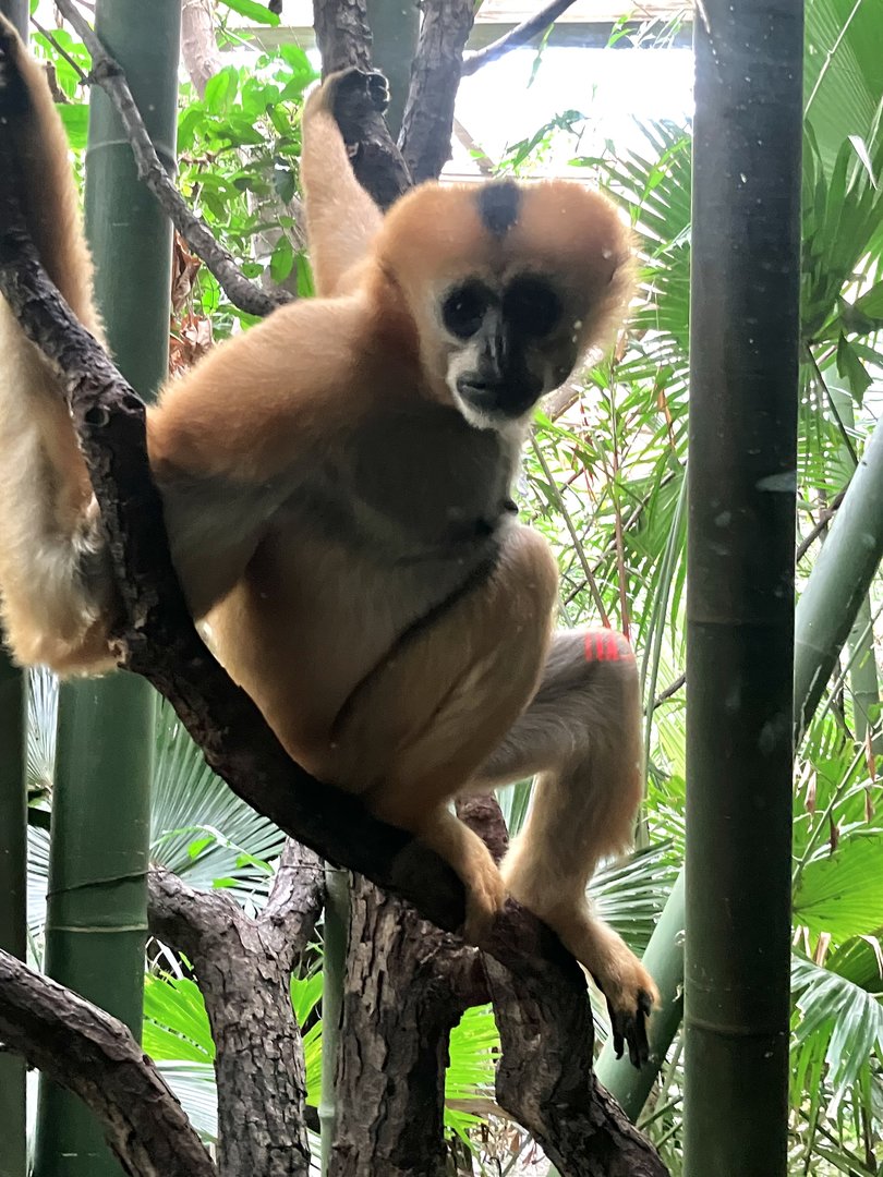 Northern White-Cheeked Gibbon