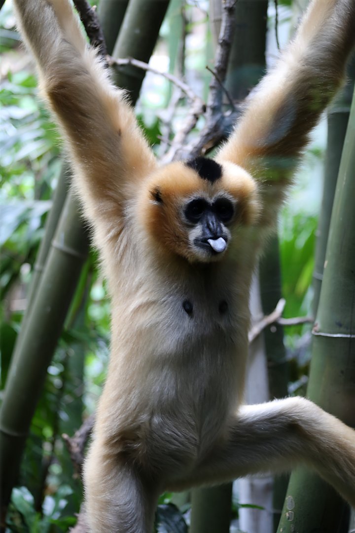 Northern White-cheeked Gibbon