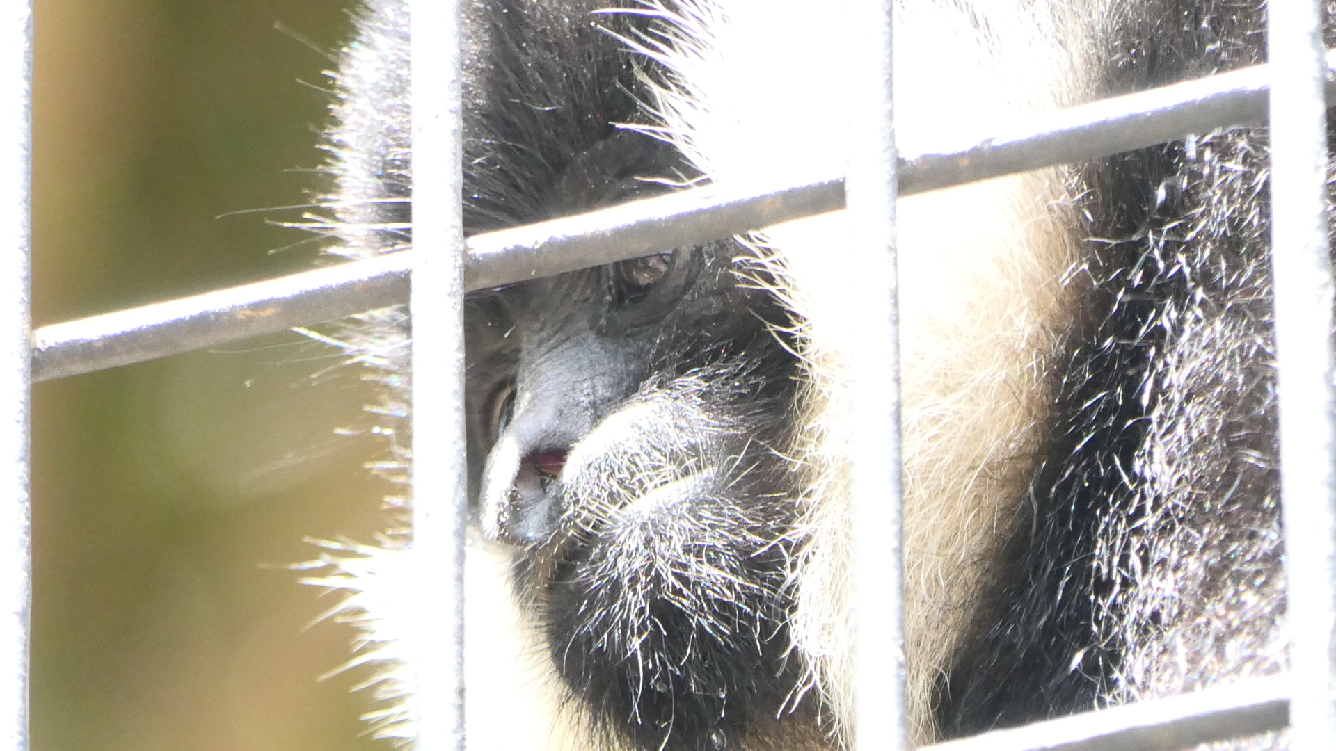 Northern White-cheeked Gibbon