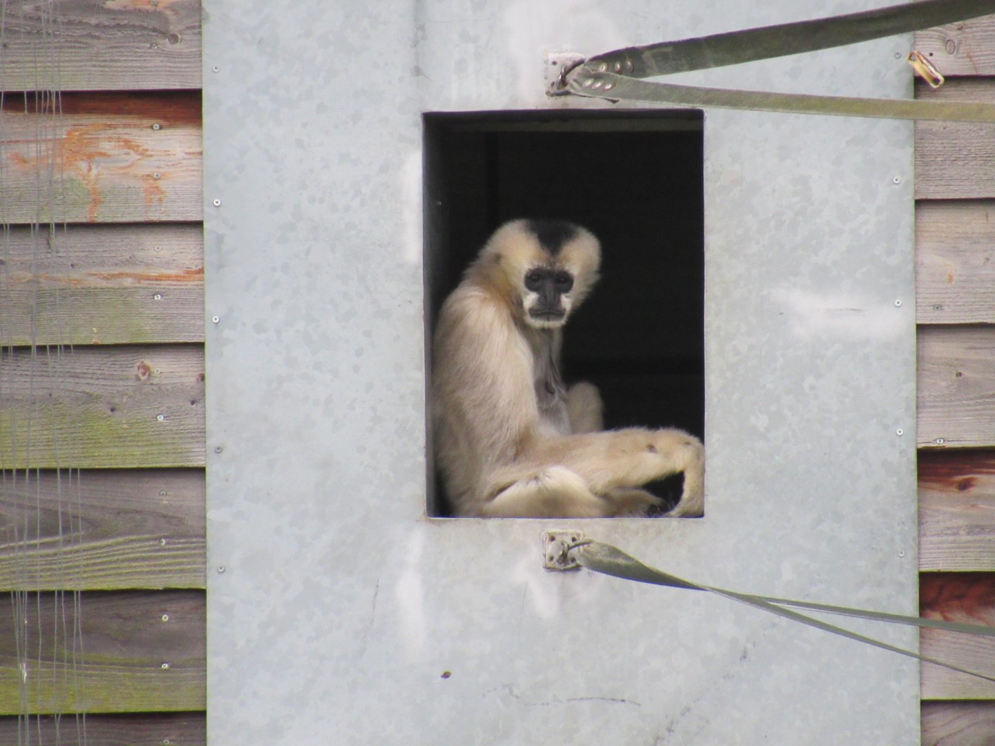Northern white-cheeked gibbon