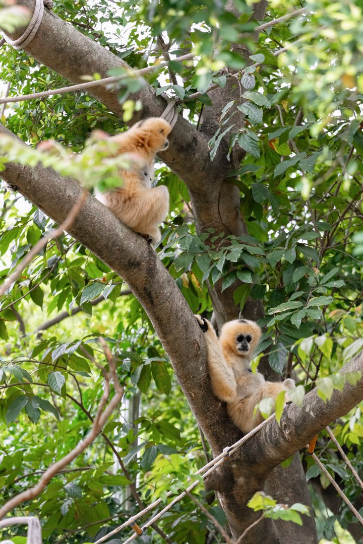Northern white-cheeked gibbon