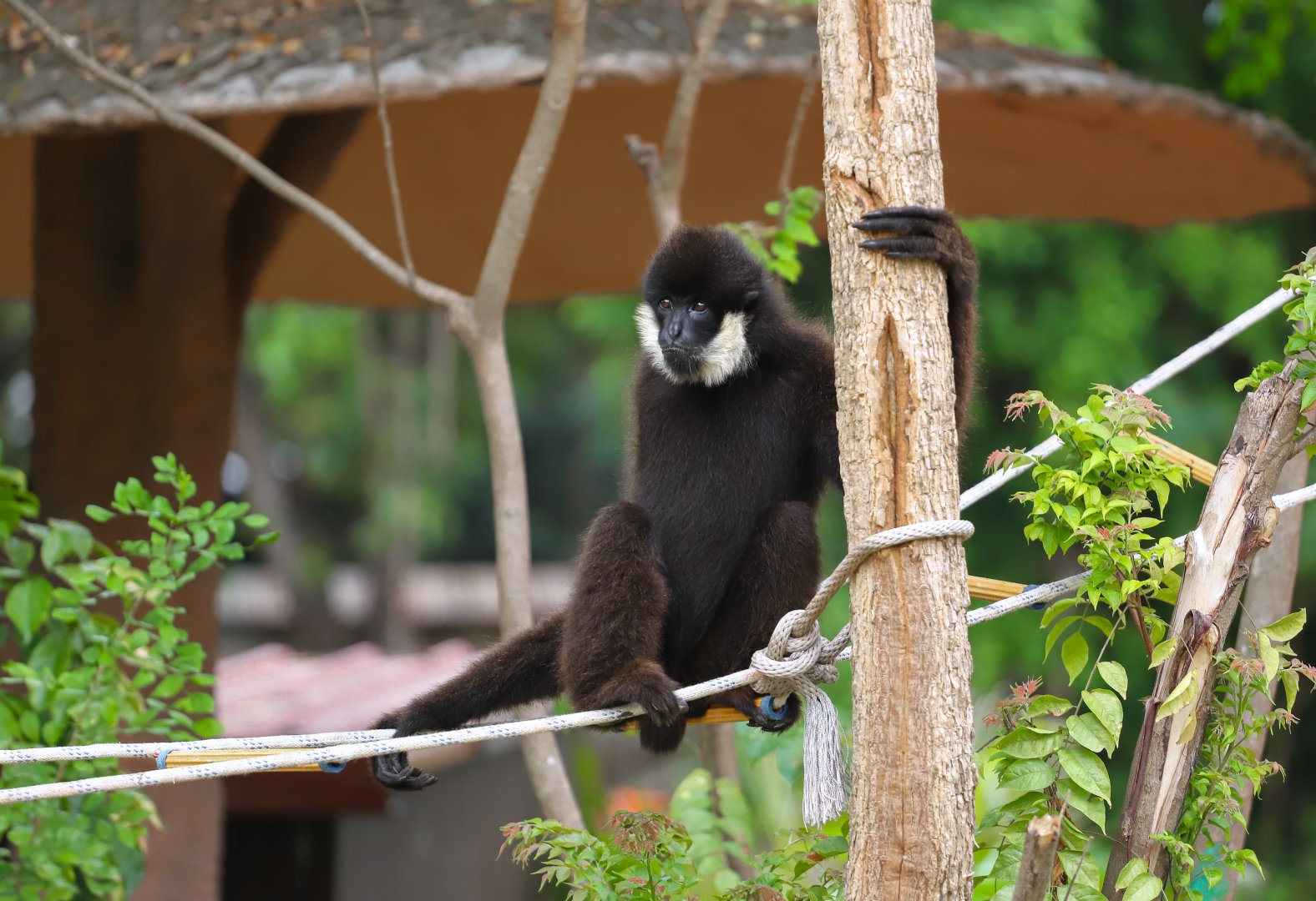 Northern white-cheeked gibbon