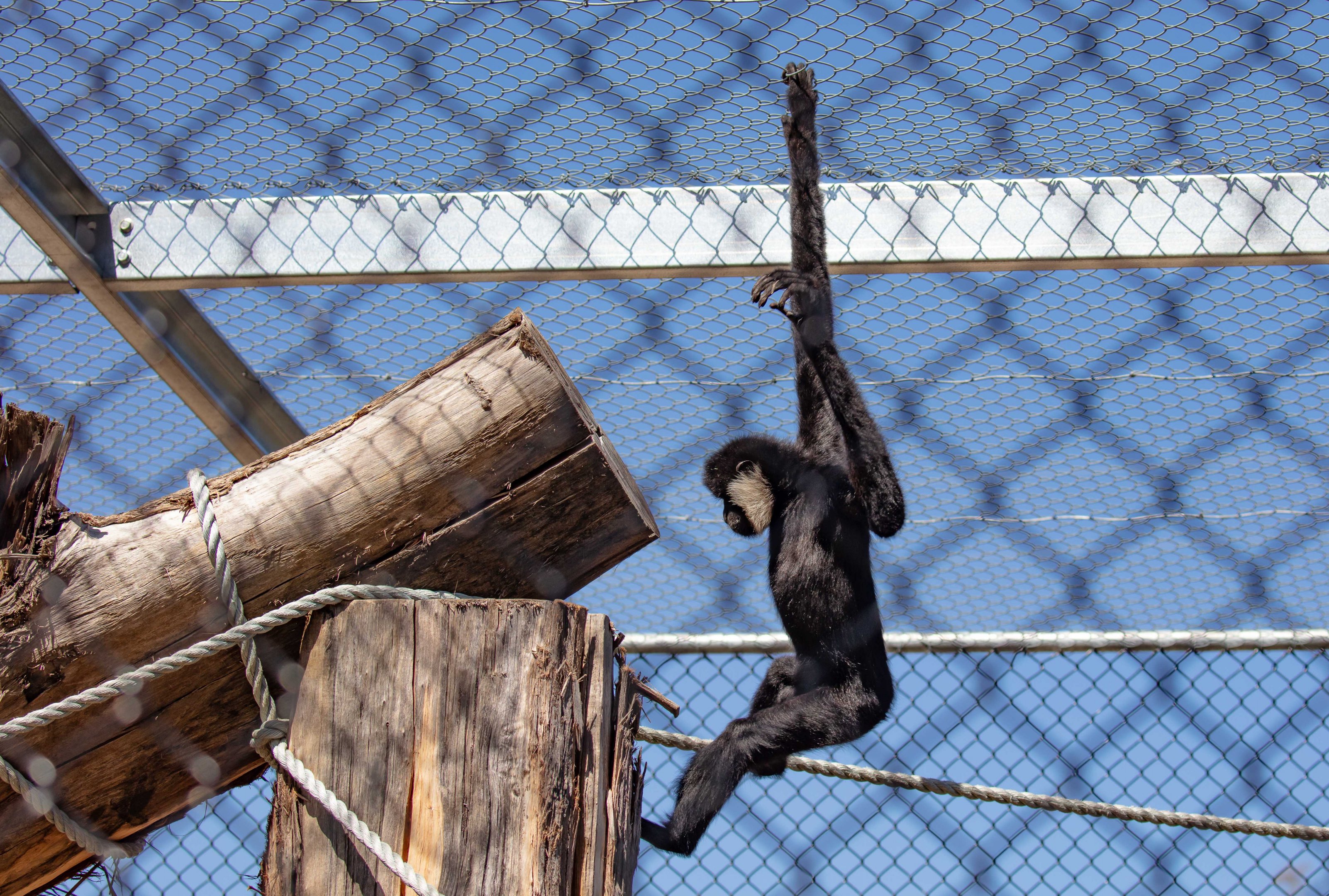 Northern White-cheeked Gibbon