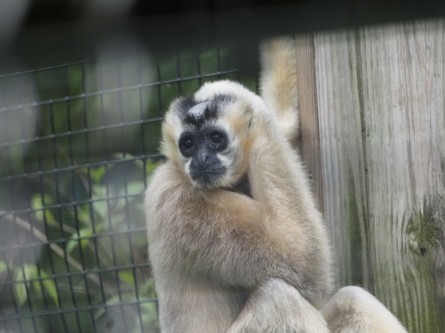 Northern White-Cheeked Gibbon