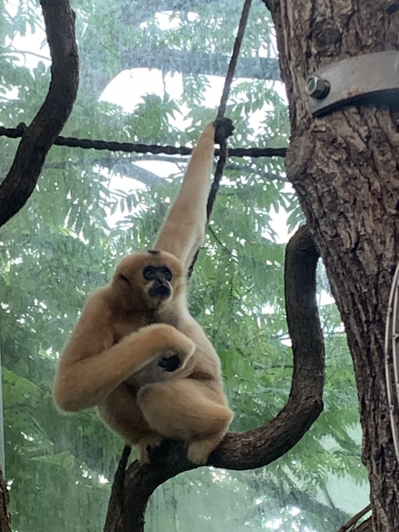 Northern White-cheeked Gibbon
