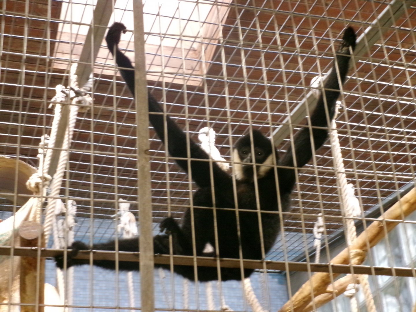 Northern White-cheeked Gibbon