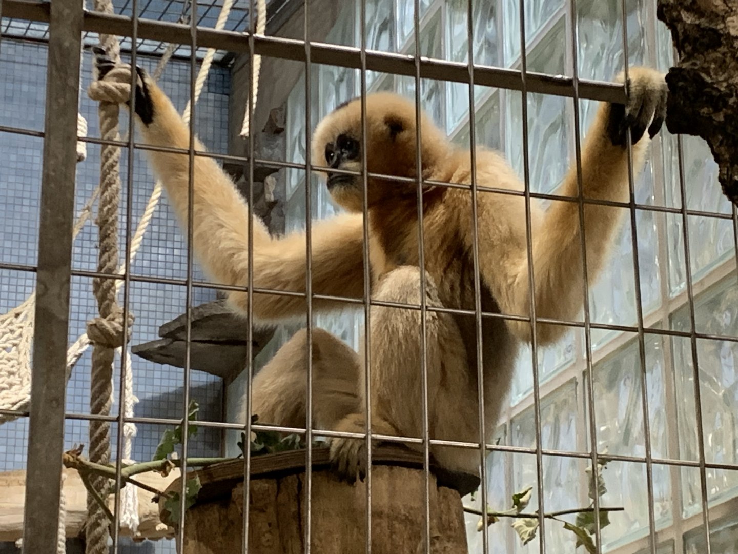 Northern White-cheeked Gibbon